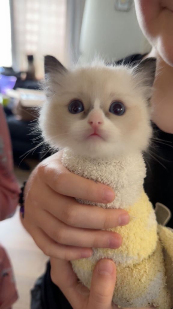 Purebred ragdoll kittens