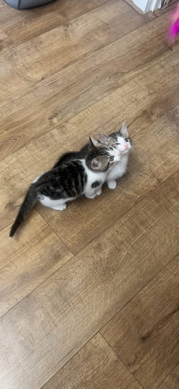  One kittens left 