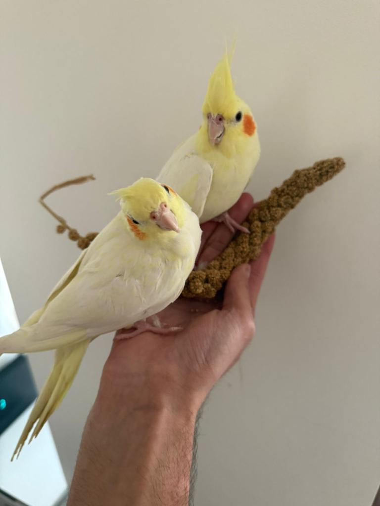 Beautiful hand tamed cockatiels for sale