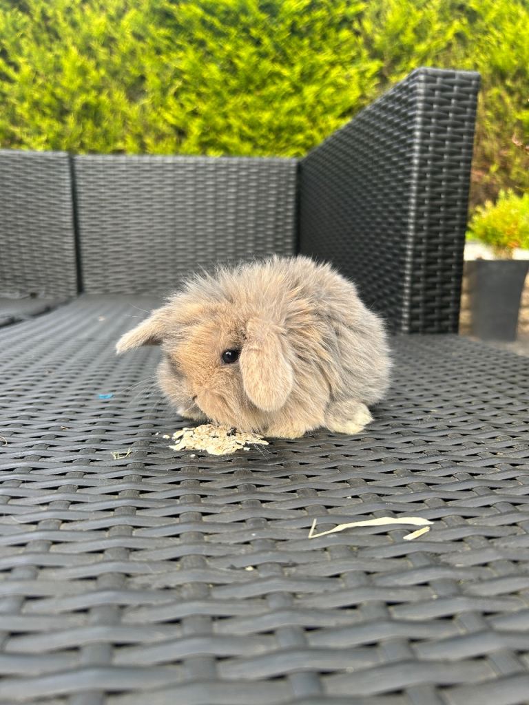 Adorable mini lops £85