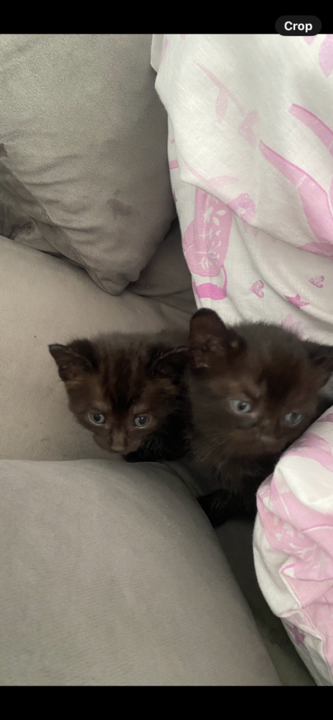 3 black and 1 black and white kitten