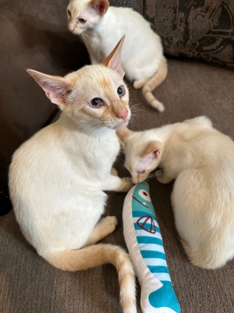 SIAMESE KITTENS 