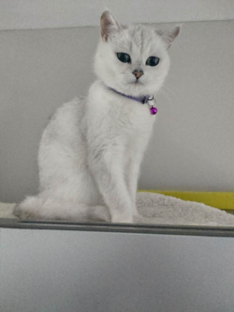 Beautiful British Shorthair cat