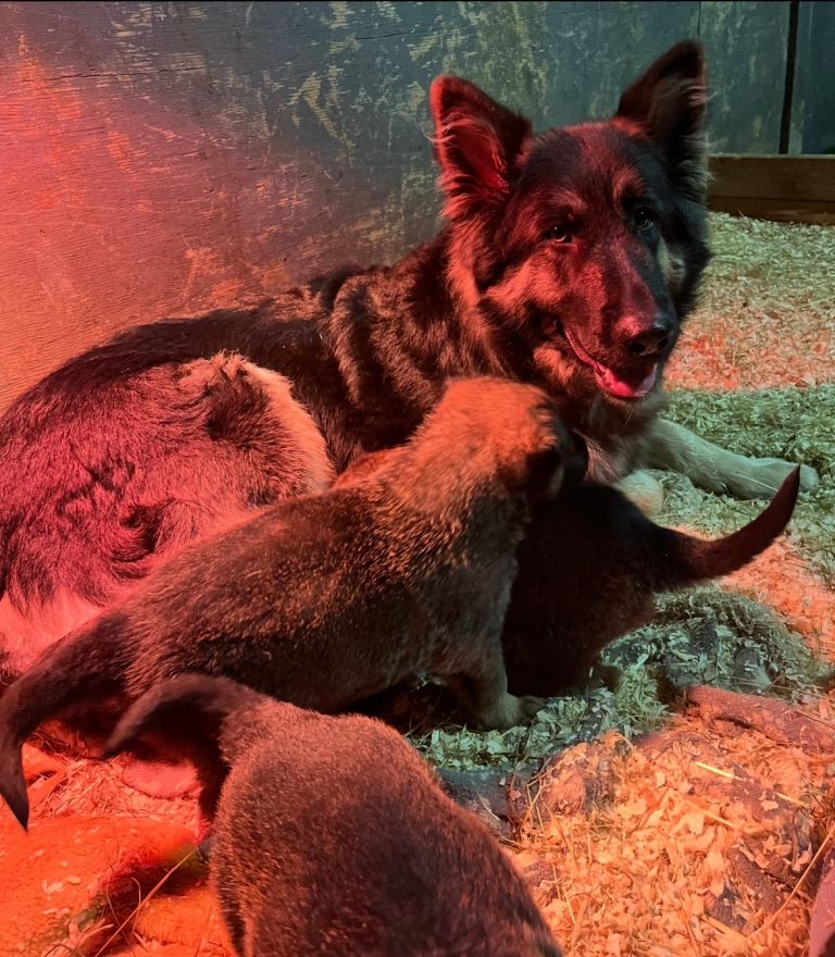 German shepherd puppies! 