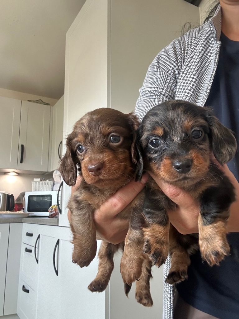 ❤️miniature  DACHSHUND PUPPIES READY FOR THEIR FOREVER HOMES! ❤️🐾