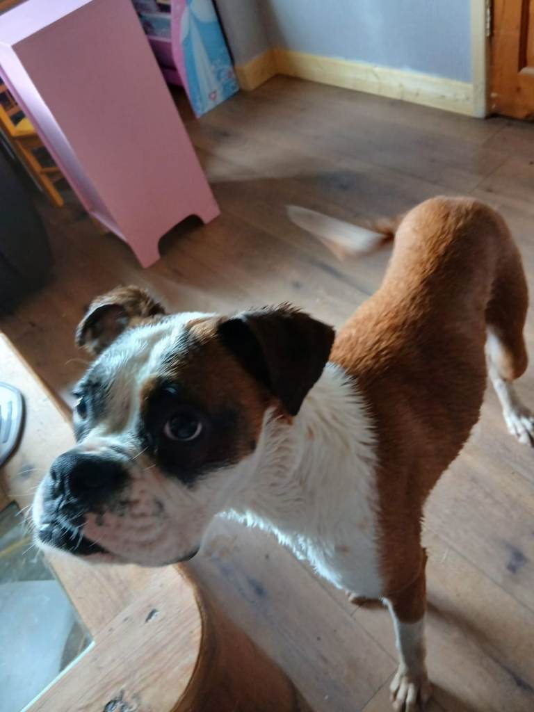 Female boxer and French bulldog bitch