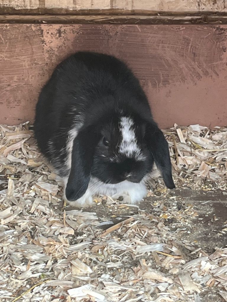 Mini lop ear rabbits 