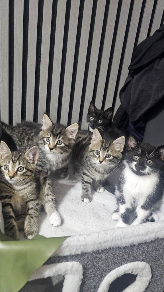 5 Beautiful Kittens Ready To Go Now!