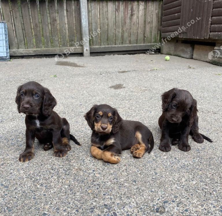 Cocker spaniel pups for sale