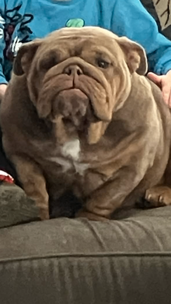 British bulldog 