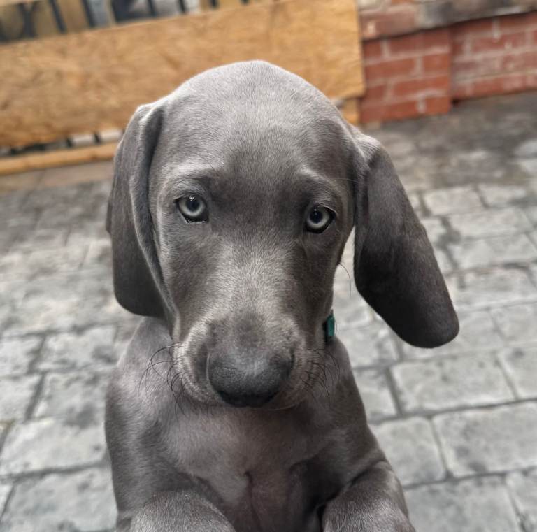 🐾 Beautiful Weimaraner Girl – Ready for Her Forever Home 🐾