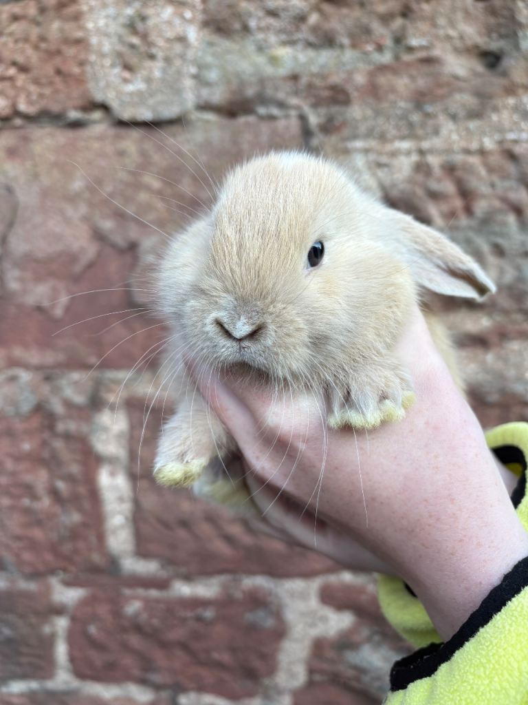 Mini lop baby bunnies for sale 