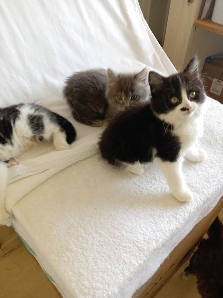 Kittens for sale, x4, 8 weeks old, litter tray trained, Eating alot, very Lively  