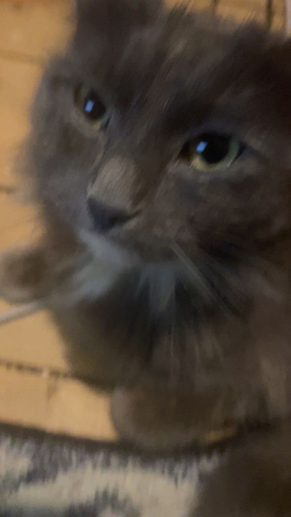 Mildred the ragdoll