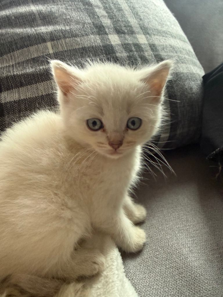 Kitten for sale 