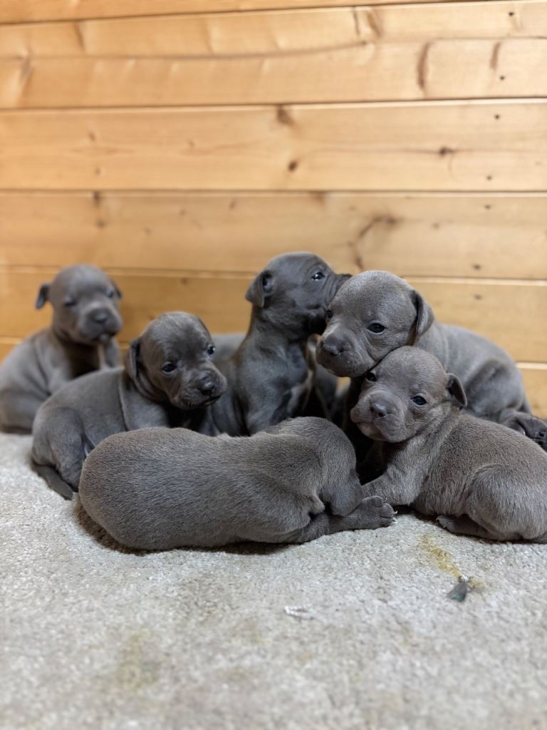 Blue Staffordshire Bull Terrier Puppies Available
