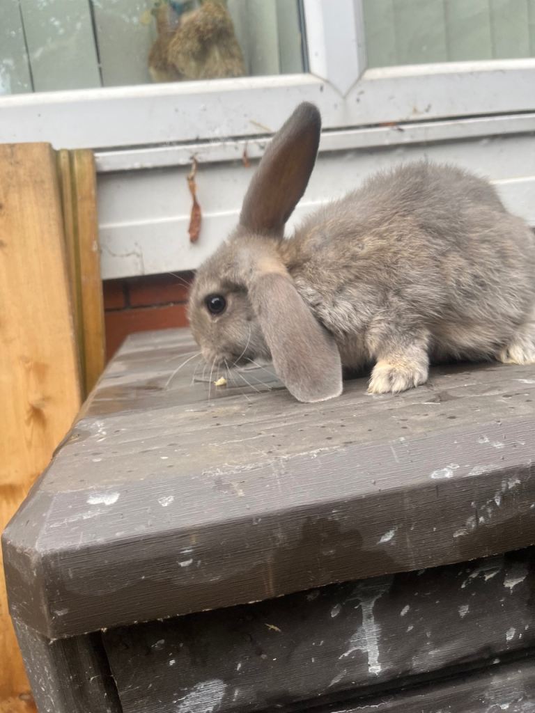 Purebred lop rabbits