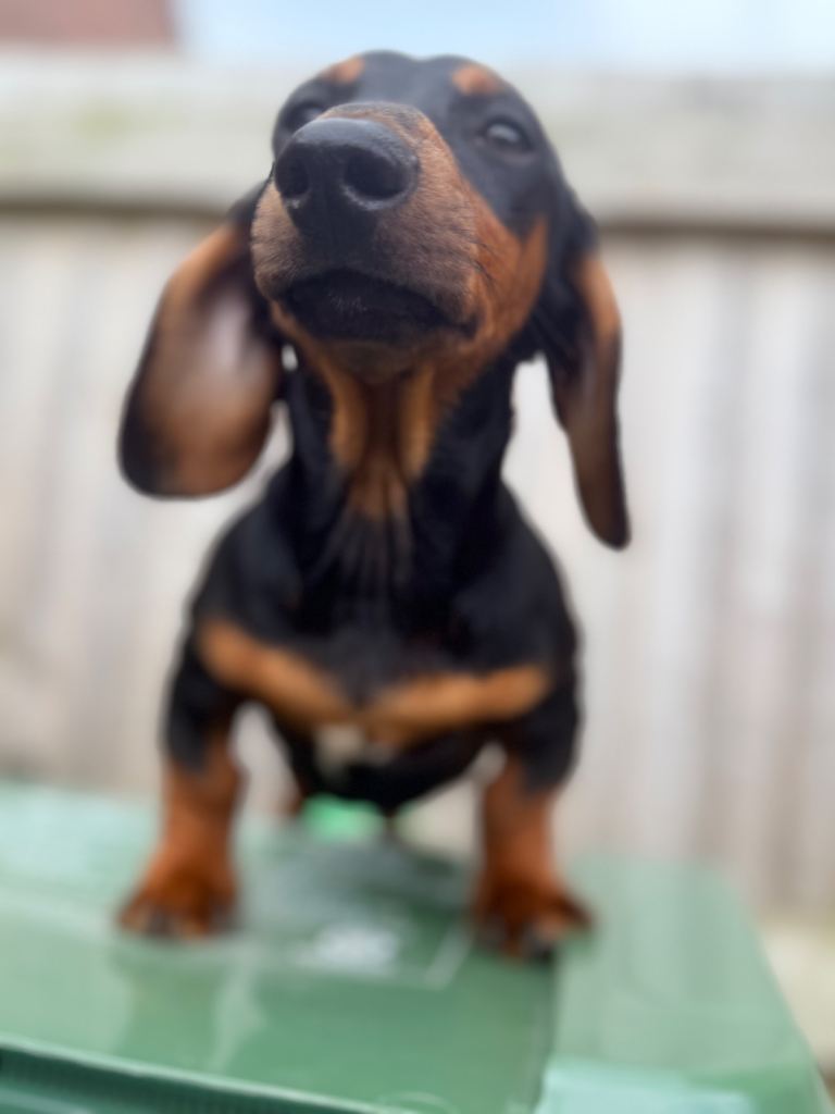 🐾 Beautiful Dachshund Puppies Looking for a Loving Home 🐾
