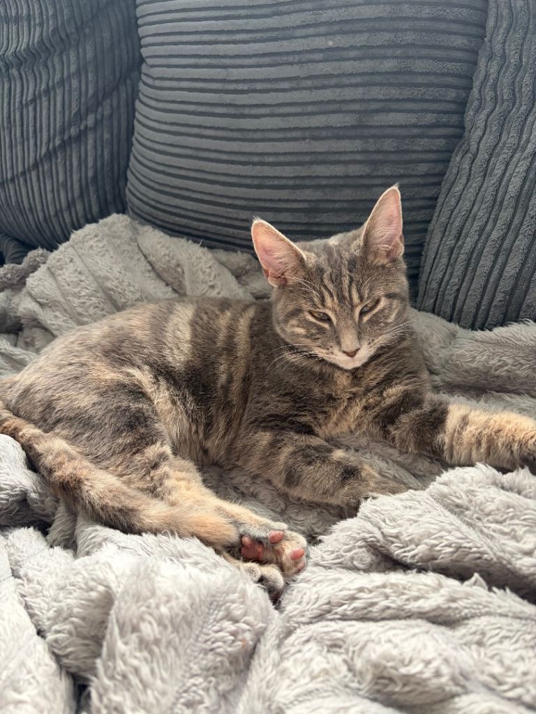 Female kitten for sale 