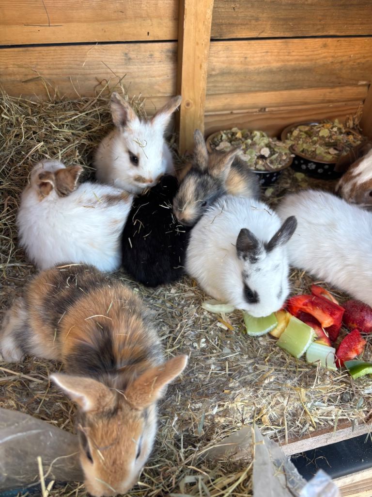 baby mini lops