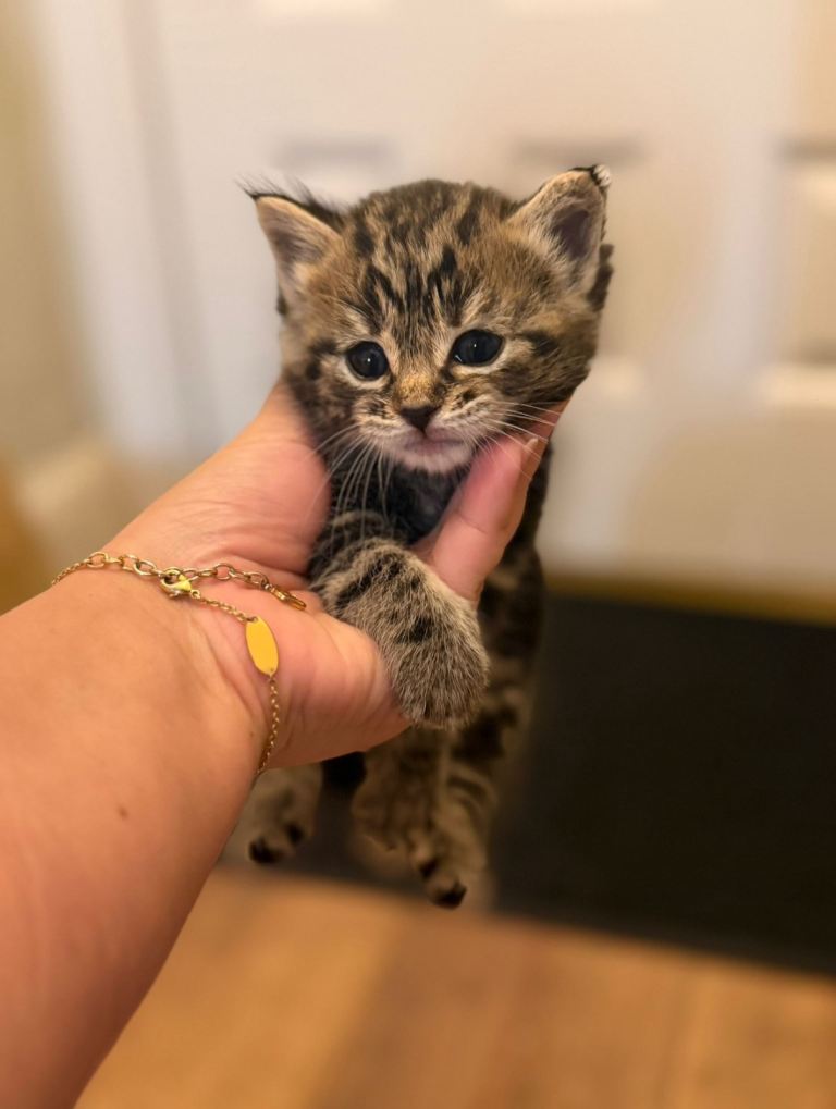 Cute kittens 3 LEFT 