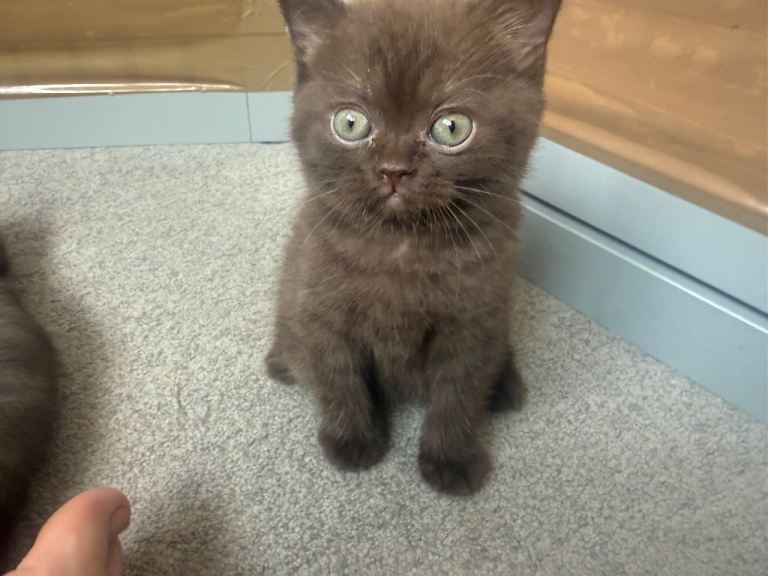 Kitten 