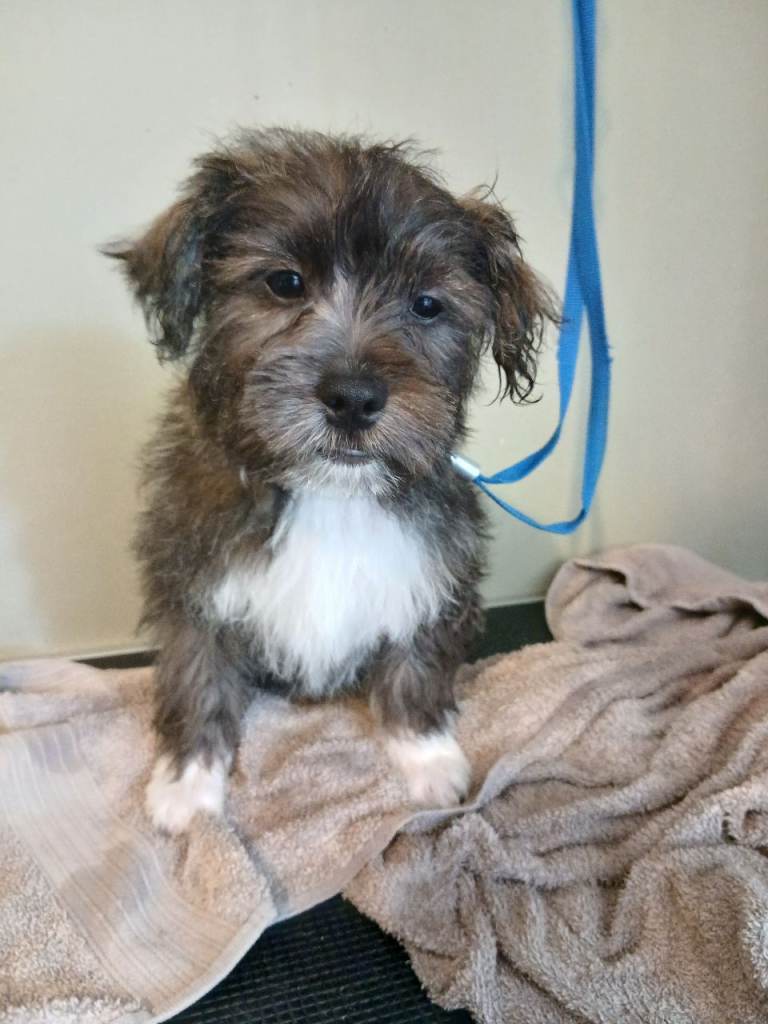 Male puppy weshi westie/shihtzu 