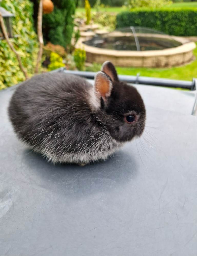 Netherland Dwarf 