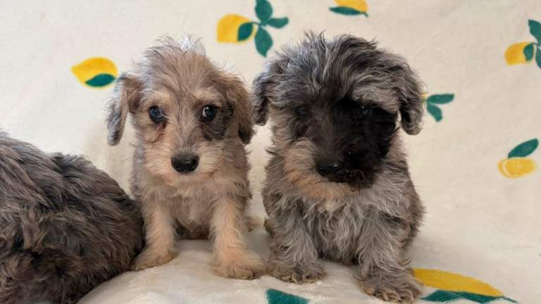 Schnoodle puppies for sale