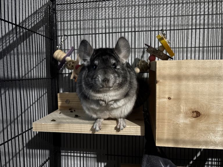 4 month male chinchilla