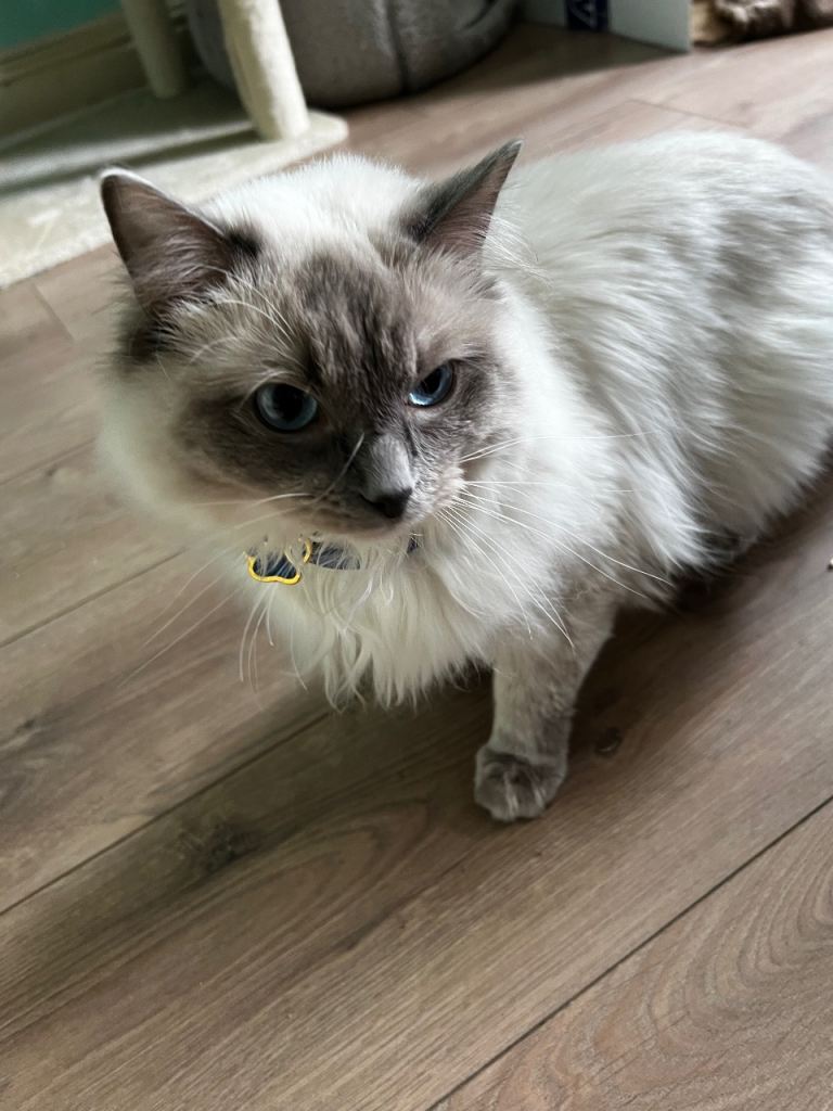 Beautiful Ragdoll Male - GCCF Registered