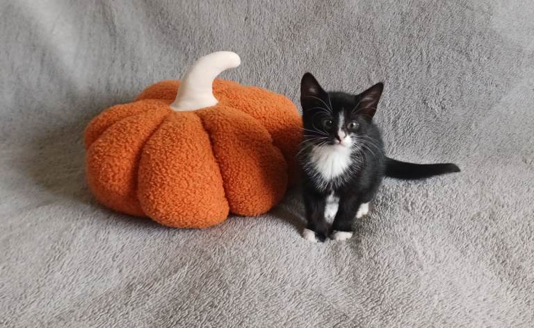 Playful Female Kittens