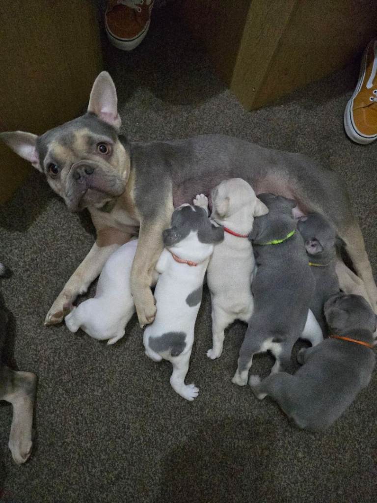 French bulldog puppies 