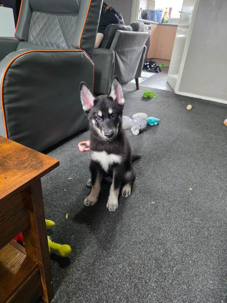 Male shepsky needs new home 