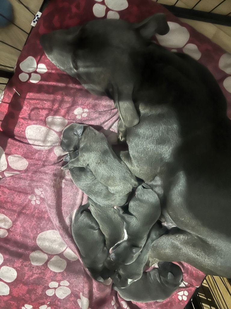 Blue Staffy puppies 