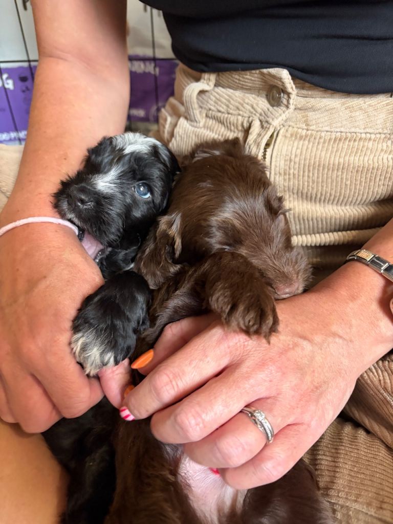 F1B cockapoo puppies 