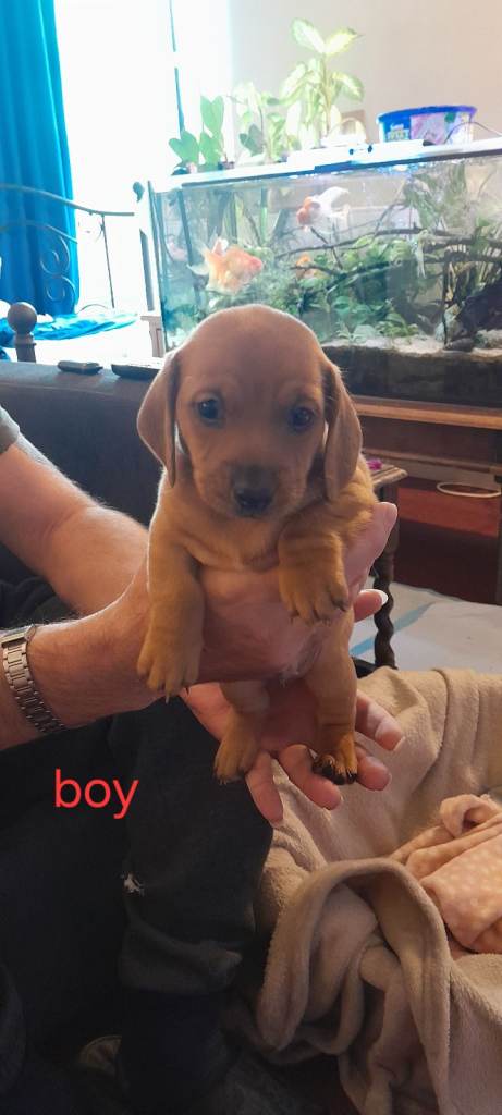 Puppies 