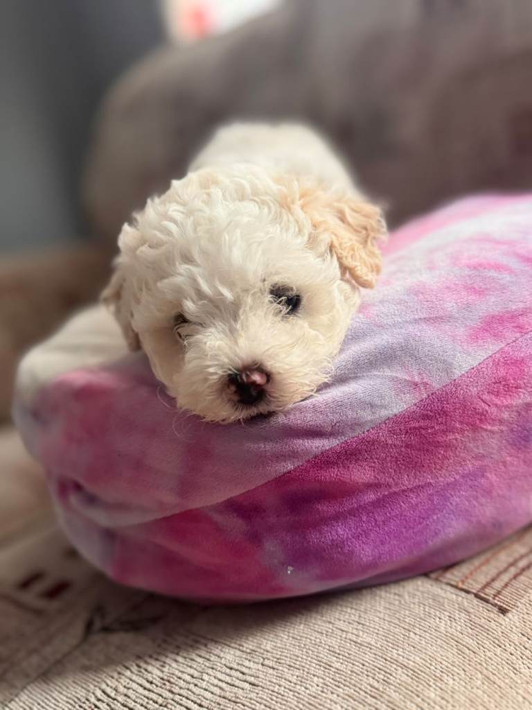 Maltese puppies 