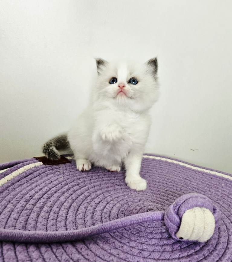  Ragdoll  Kittens 