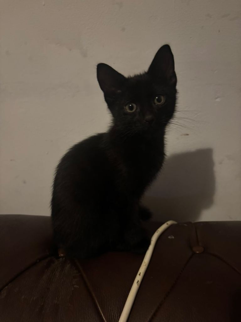 Kittens for sale