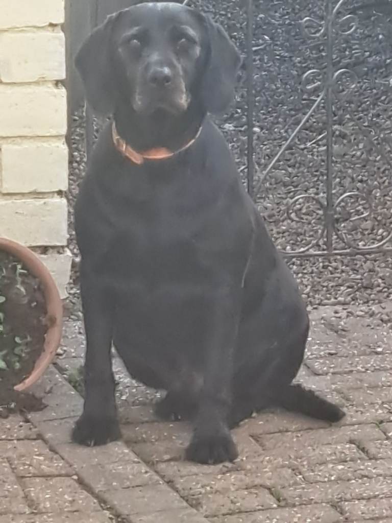 Dog Rehoming 