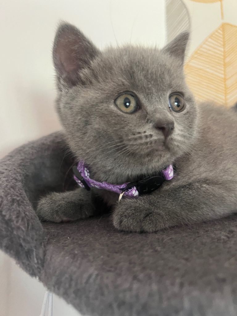 ✨ Beautiful Chunky British Shorthair Kittens