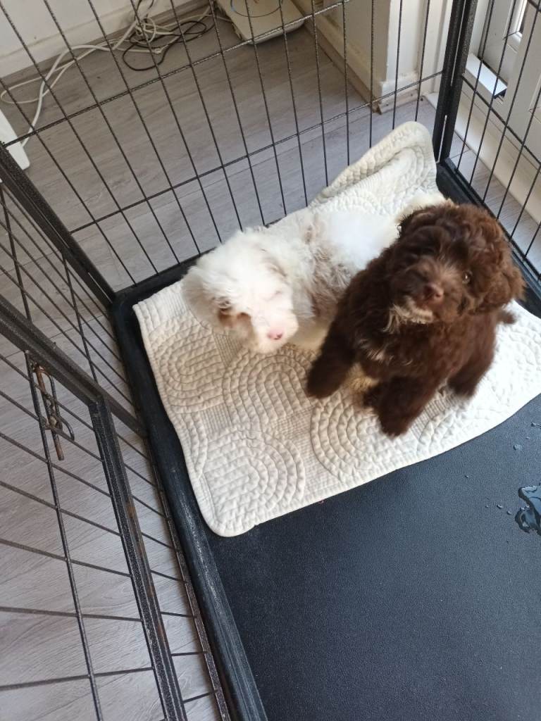 Adorable Cockapoo Puppies Looking for Their Forever Homes