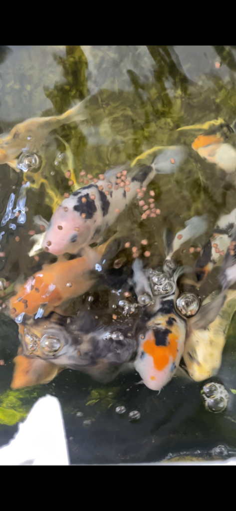 Koi carp pond fish 