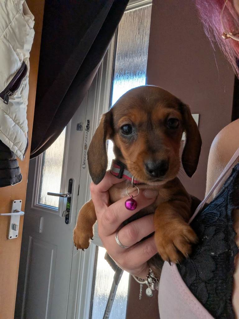 Miniature Dachshund Puppies 