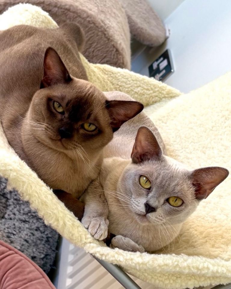 Burmese For Sale