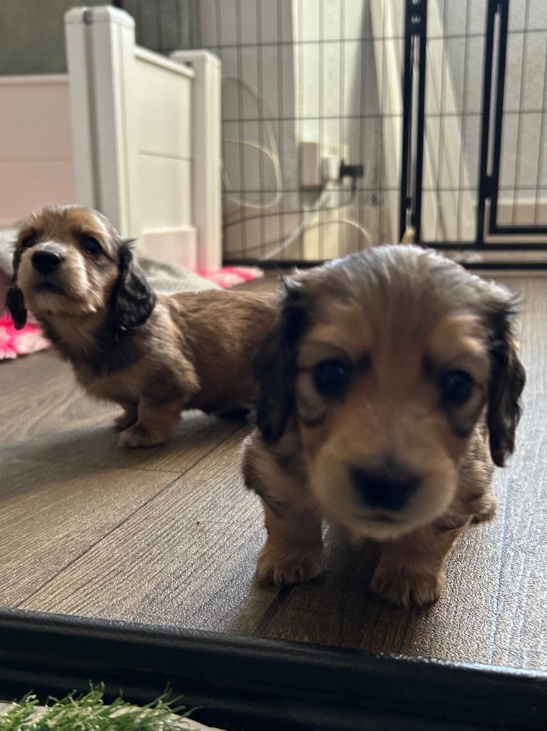 KC REG SHADED CREAM LONGHAIR MINIATURE DACHSHUND PUPPIES