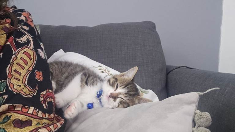 9nweek old tabby cat