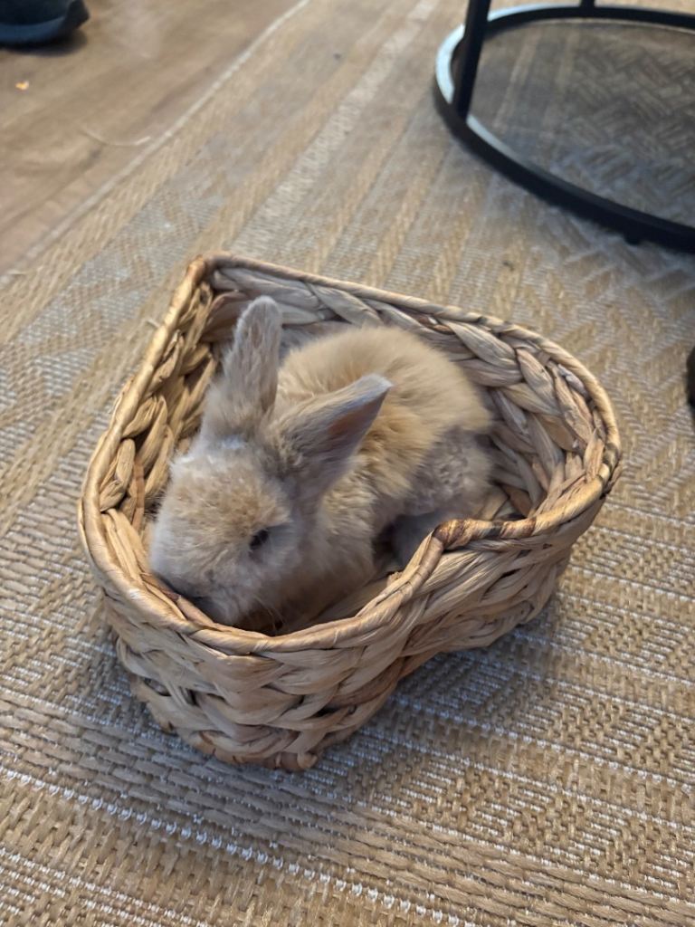 Baby Lion head rabbits 