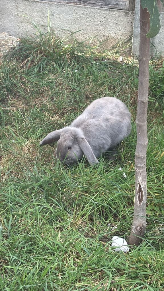 Bunnies 